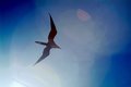 "Flare" for Flying