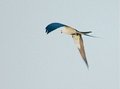 Swallow Tail Kite 2