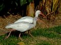 Two Curlew