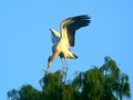 Balancing Act