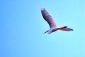 Sunset Egret