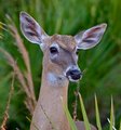 Flori-deer