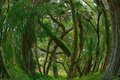 Natural Chapel