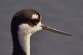 Stilt