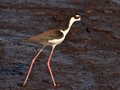 Black Necked Stilt