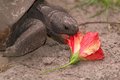Yum, Hibiscus! 