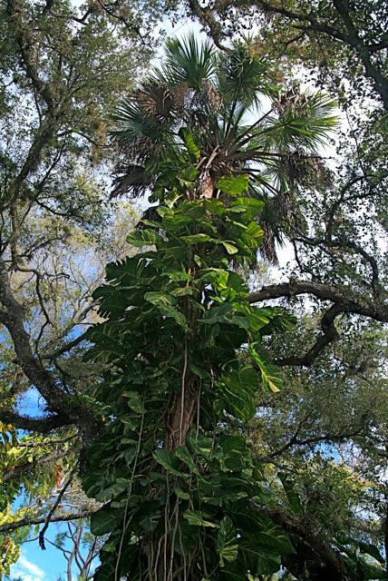 Philodendron and Palm