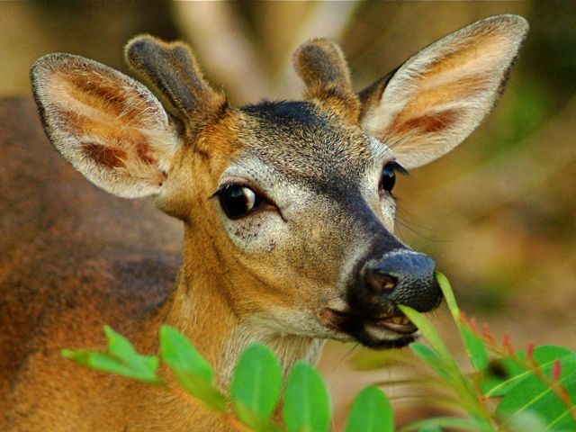 Bambi-ness 2