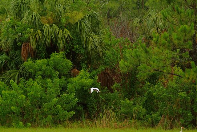 Swampy Bird