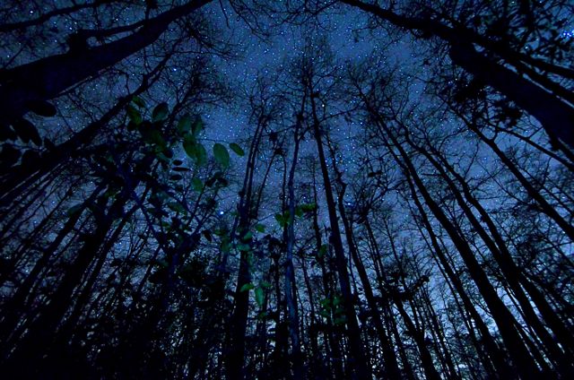 Star Forest