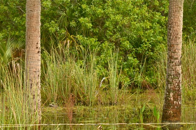 Shy Egret