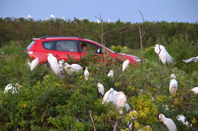 Wendy, Surrounded by a Wild Band of Egrets
