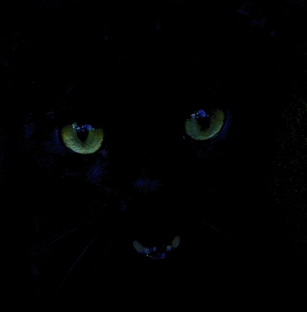 Cheshire