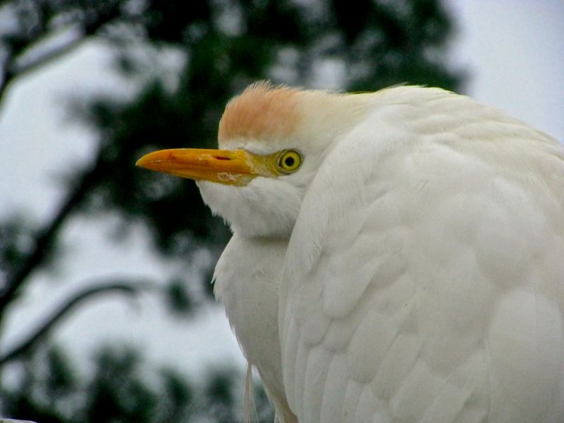 Cold Egret