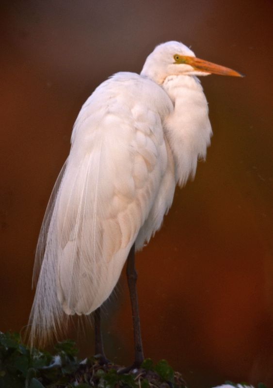 Great Egret at Sunset
