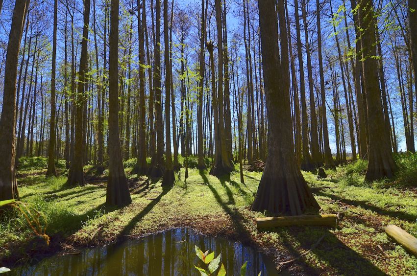 Winter in the Swamp