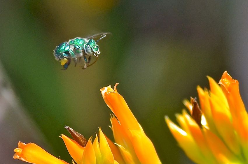 Metallic Green Hover Fly