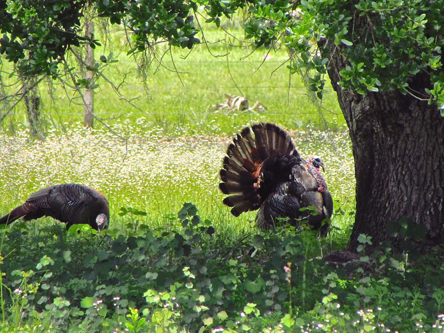 Turkey Strut