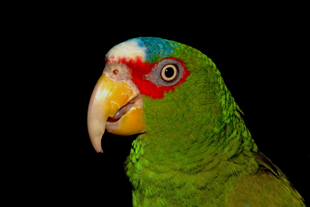 Huey