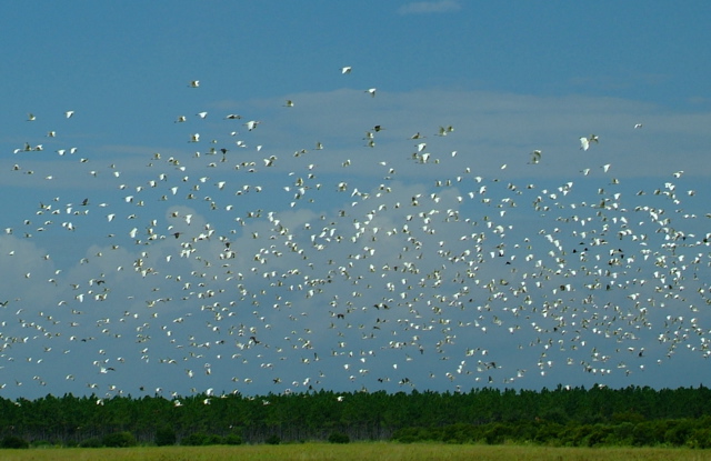 Ibis Storm 2 
