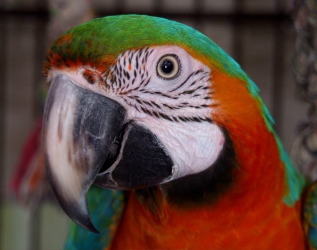 Jules Bird.JPG