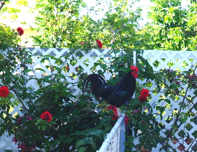 Camo-Rooster.jpg