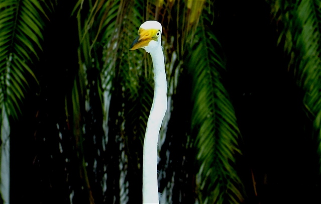 Neck Ed.jpg