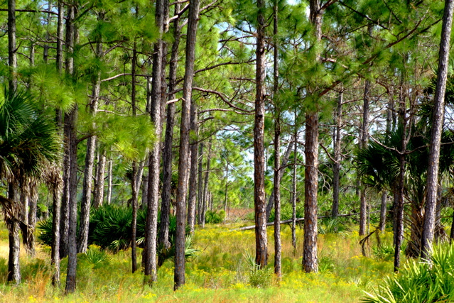 Pine Woods, Fall.JPG