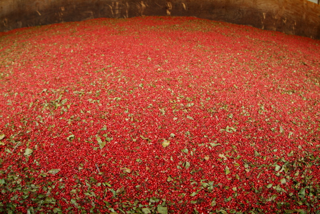 Brazilian Pepper 1.JPG