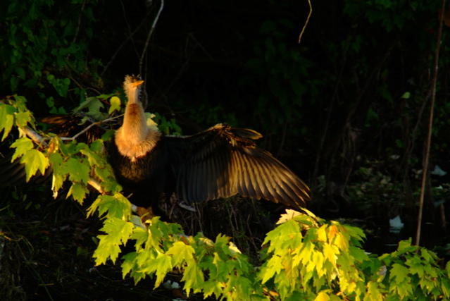 Just another bird .JPG