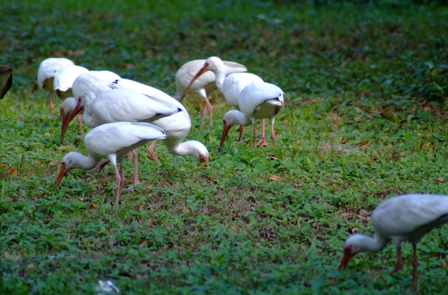 Urban Ibis.JPG