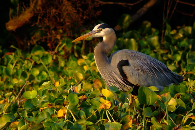 Great Blue Heron 1.jpg