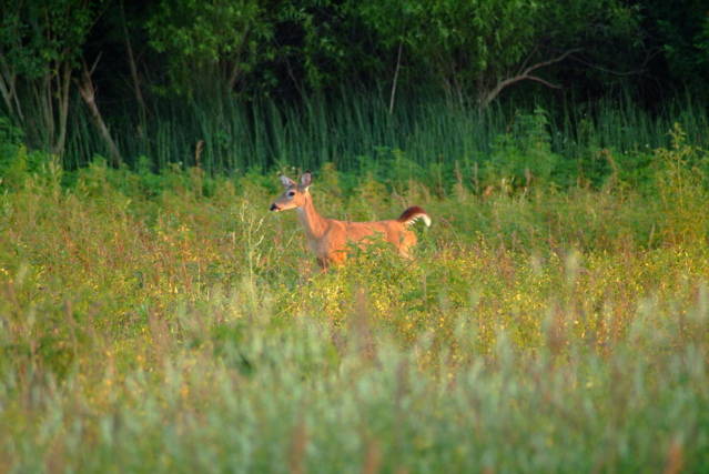 Oh, Another Deer.JPG