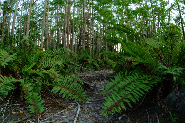 Well-Fernished Cypress