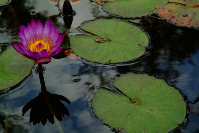 Lily, no edit PAD.jpg