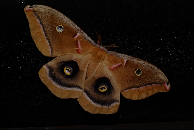 Moth 1 No Edit PAD.jpg
