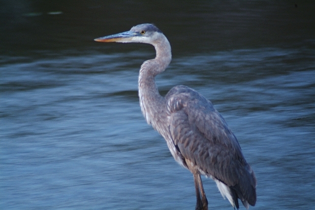 One Sec Heron Edited .jpg