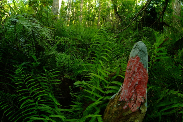 Swamp Lichen