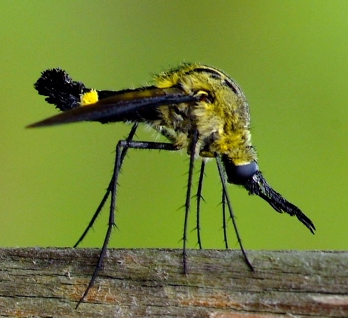 "Screamin' Yellow Zonker" 