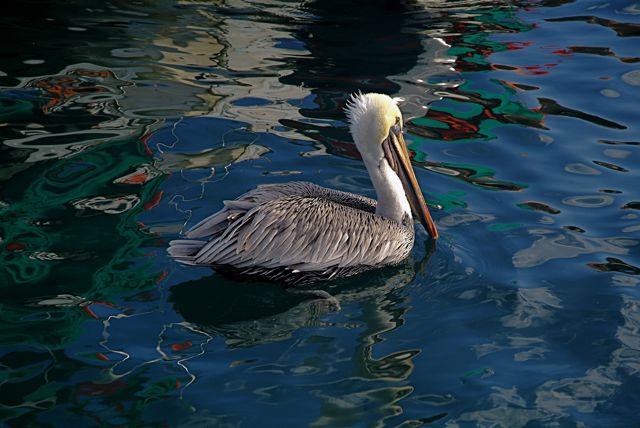 Pelican Soup