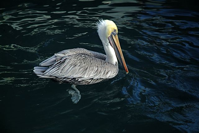 Pelican Soup 2