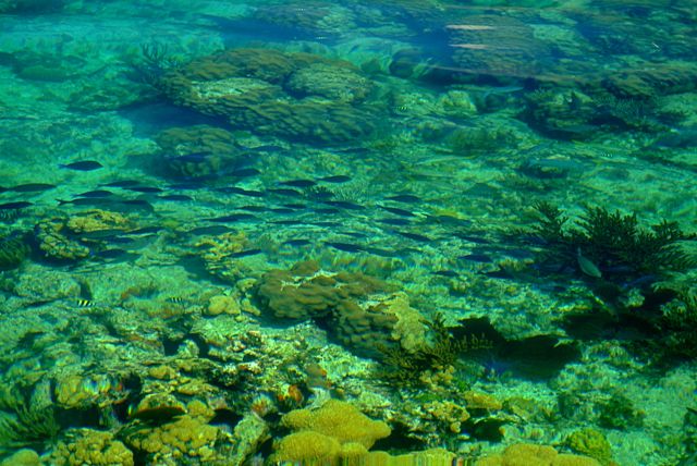 Loggerhead Key 4