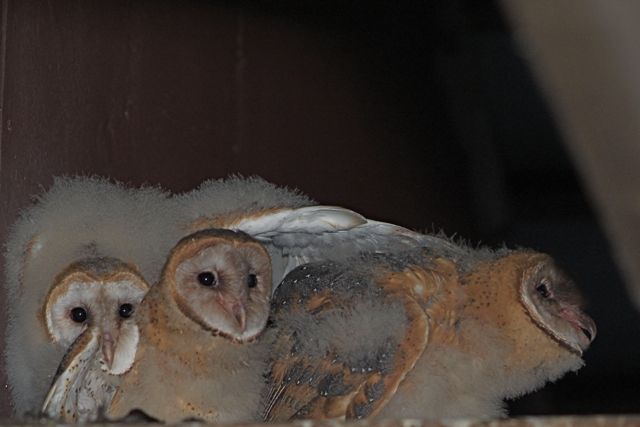 Owl Babies 3