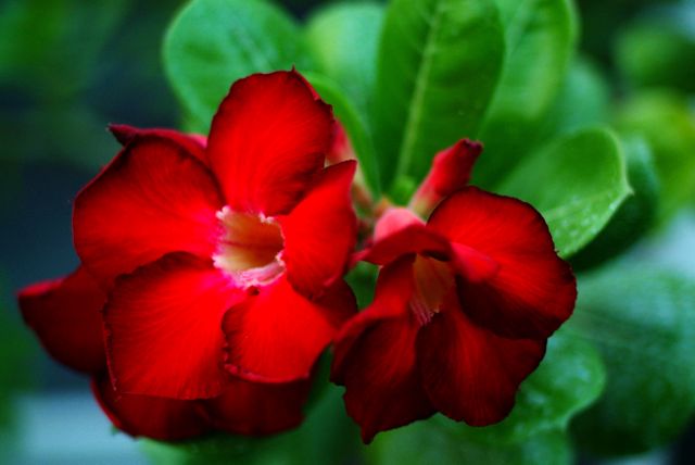 Desert Rose