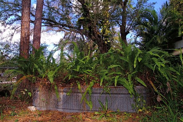 Fern Tub