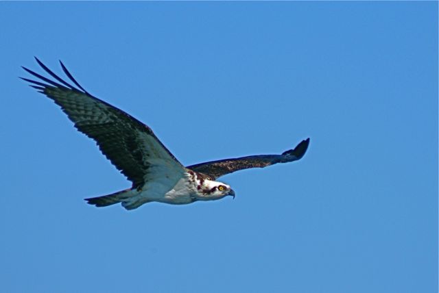 Osprey 