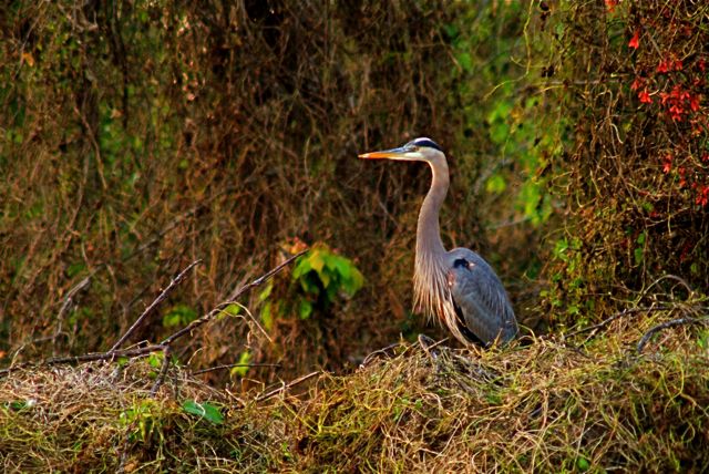 Heron Happiness