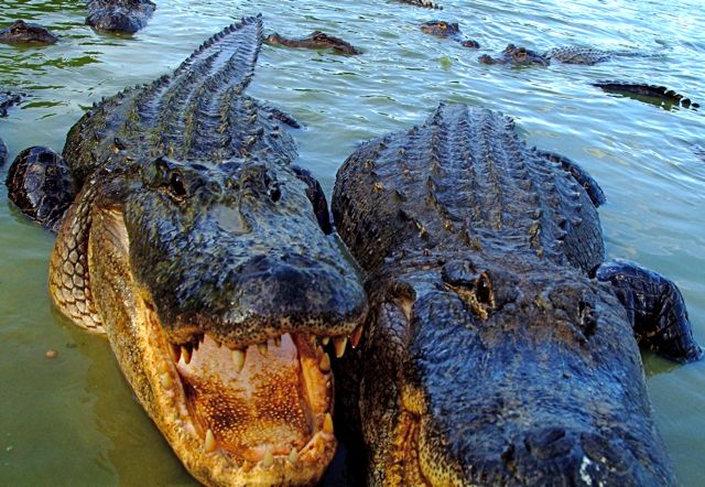 Gator Gossip