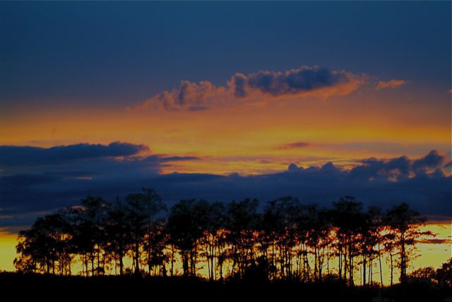 Sundown Cypress