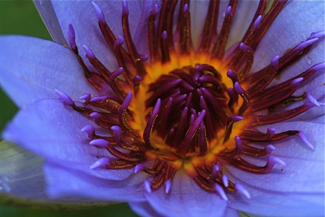 Lavender Water Lilly